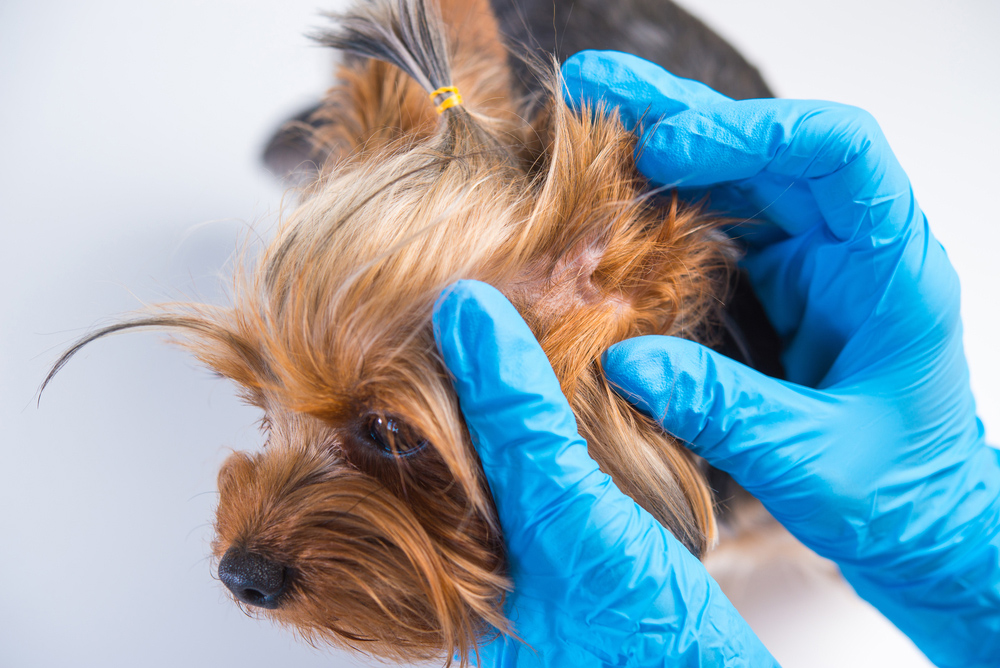 veterinarian examining a dog's skin