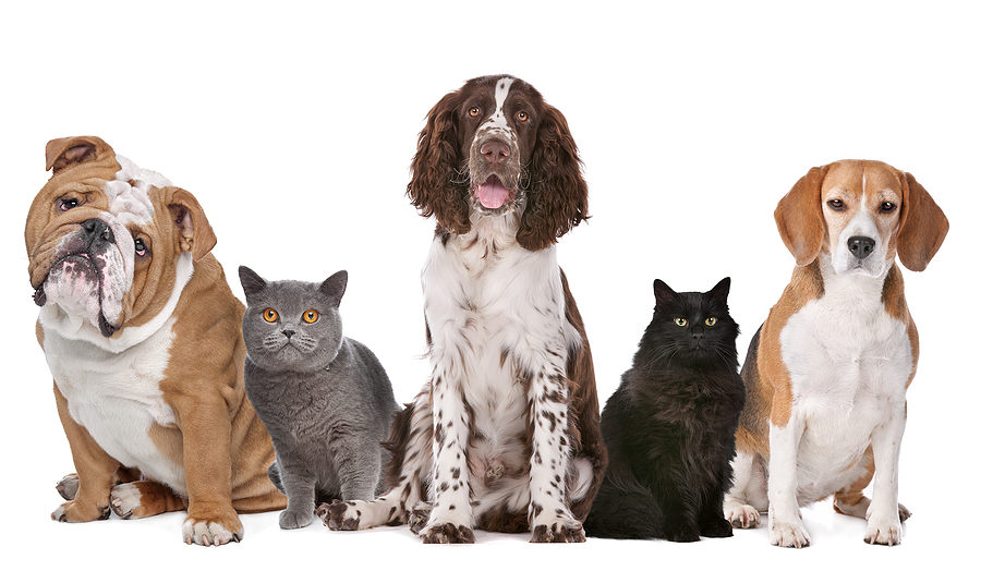 Image of sitting dogs & cats