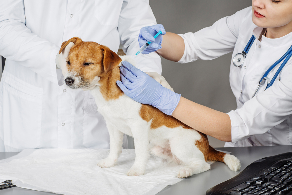 Dog getting a vaccination.